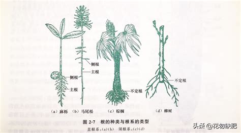 無樹根|根